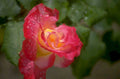 rose raindrop pinkyellow 1980s 1990s A4 Photo Print