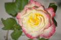 rose spiral yellowpink 1980s 1990s A4 Photo Print