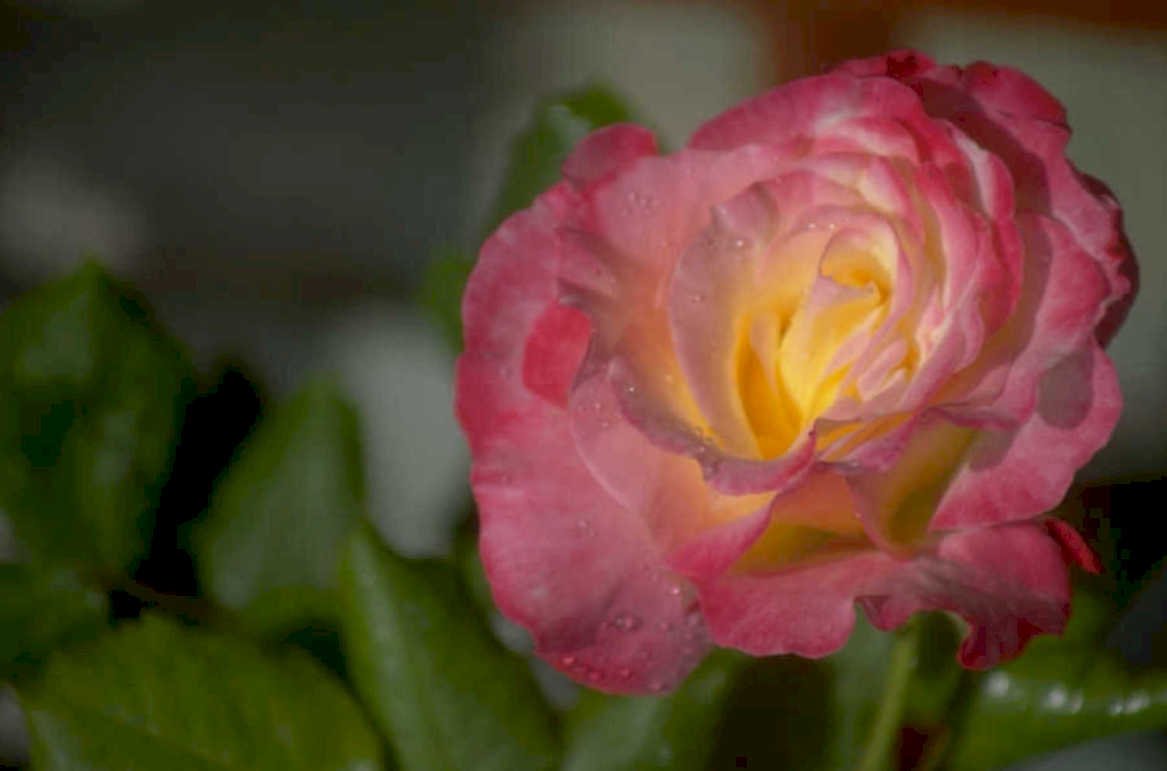 rose waterdroplets pinkyellow 1980s 1990s A4 Photo Print