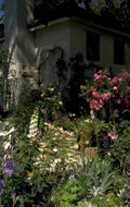 rose wildflowers courtyard 1980s 1990s A4 Photo Print