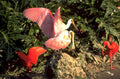 roseate spoonbill ibis 1980s 1990s A4 Photo Print