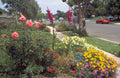 roses gladioli garden 1980s 1990s A4 Photo Print