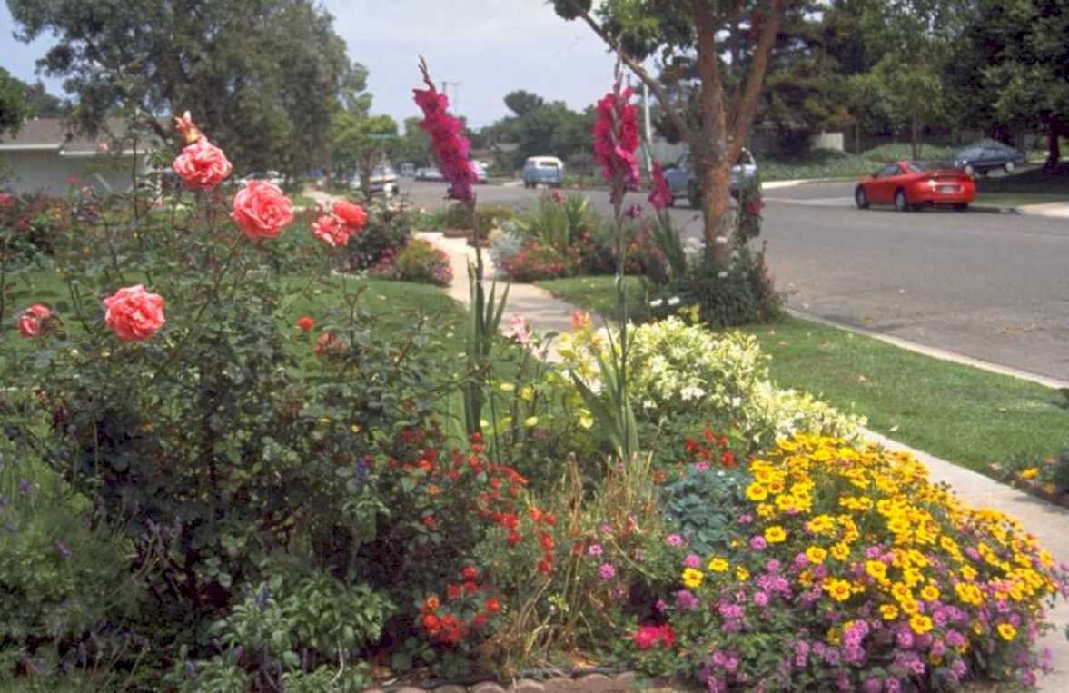 roses gladioli garden 1980s 1990s A4 Photo Print