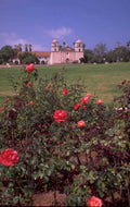 roses mission san 1980s 1990s A4 Photo Print