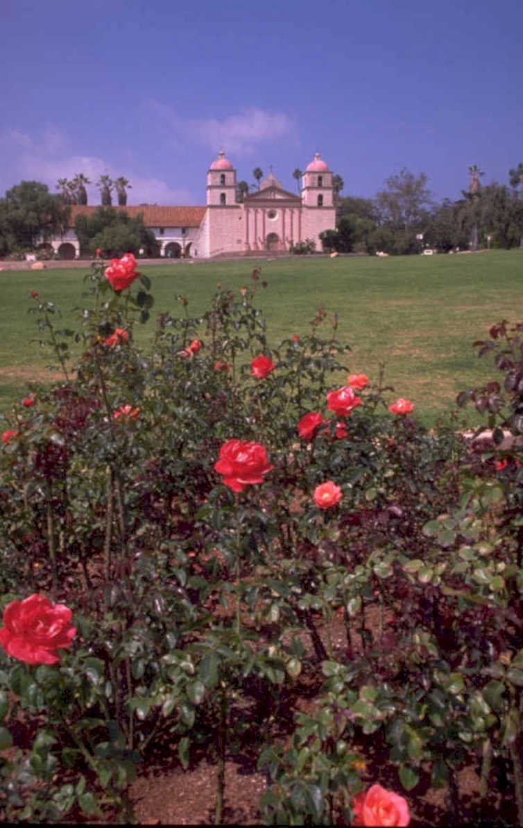 roses mission san 1980s 1990s A4 Photo Print