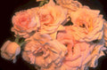 roses orange bloom 1980s 1990s A4 Photo Print
