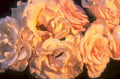 roses peach cream 1980s 1990s A4 Photo Print