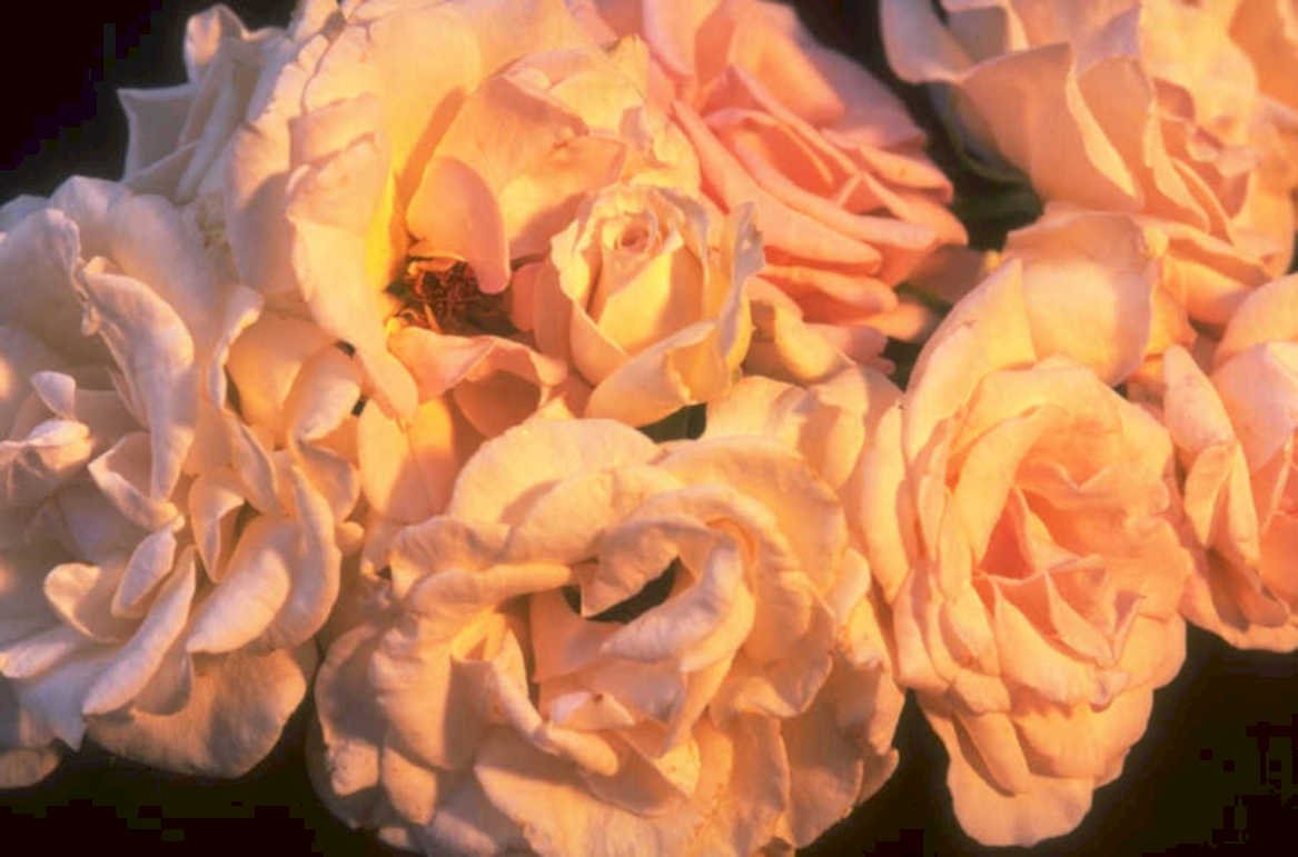 roses peach cream 1980s 1990s A4 Photo Print