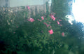 roses pink garden Vintage A4 Photo Print