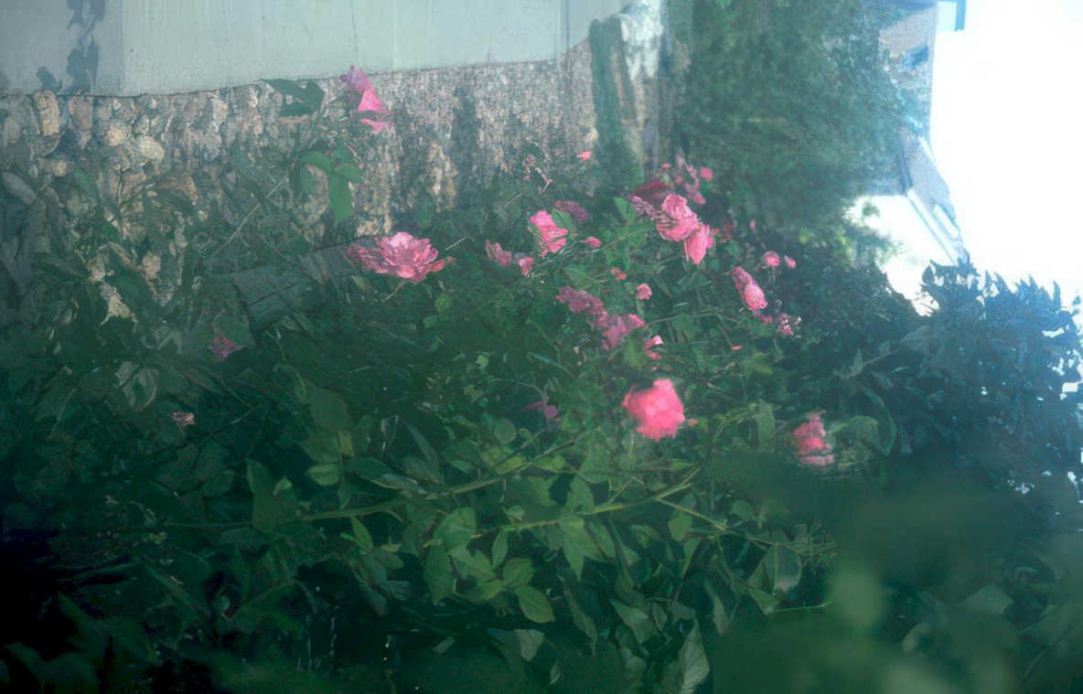 roses pink garden Vintage A4 Photo Print