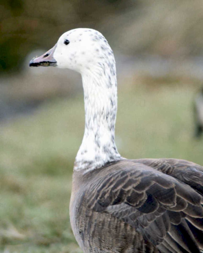 ross goose portrait1980s 1990s A4 Photo Print