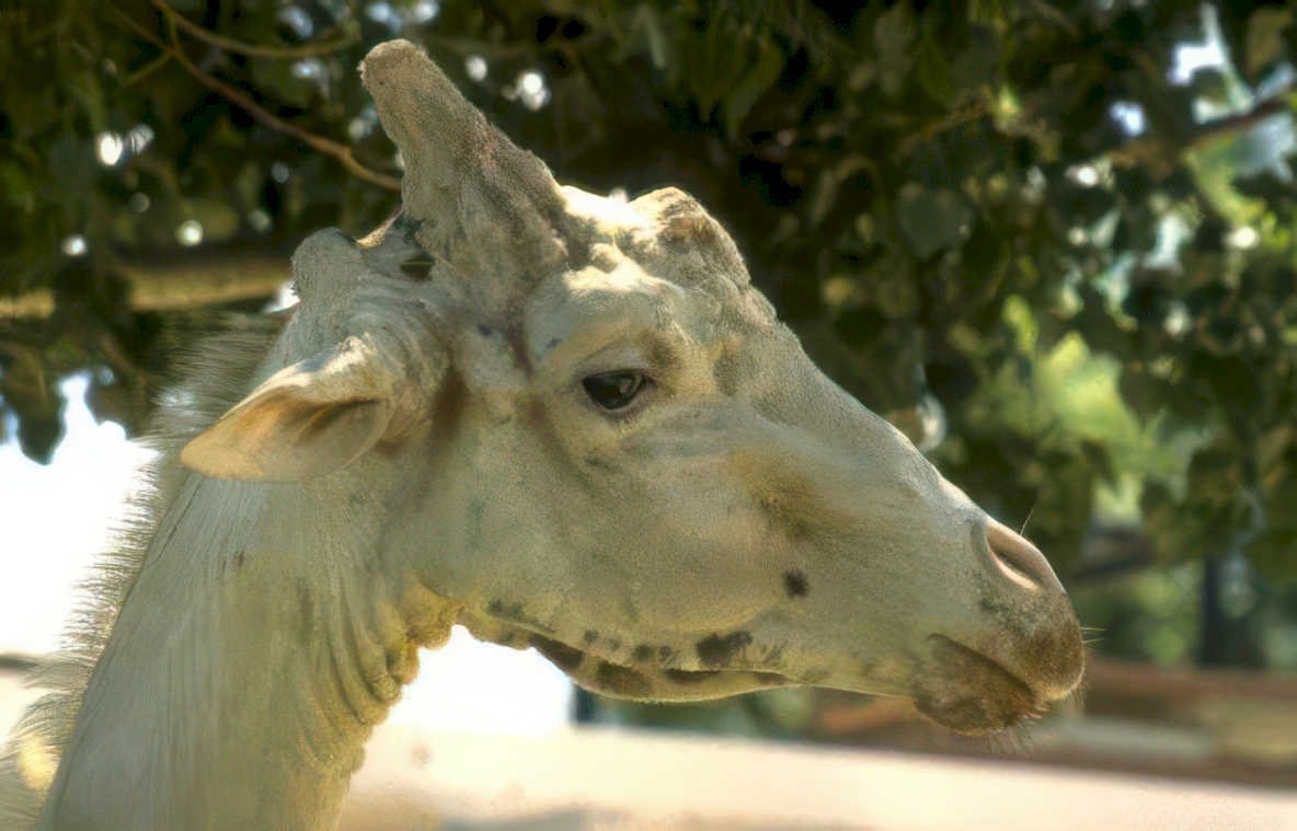 rothschilds giraffe head Vintage A4 Photo Print