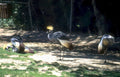 rothschilds griffon cranes Vintage A4 Photo Print