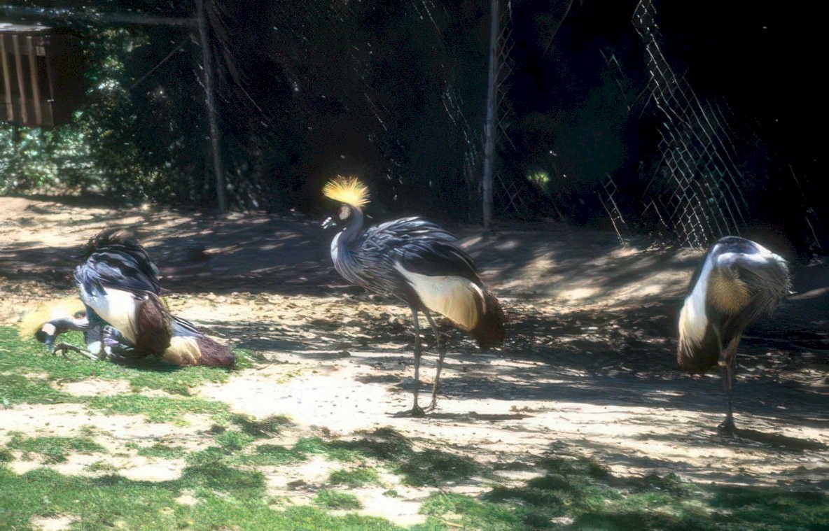 rothschilds griffon cranes Vintage A4 Photo Print