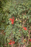 rowan berries autumn 1980s 1990s A4 Photo Print