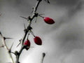 rowan berries winter1980s 1990s A4 Photo Print