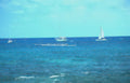 rowers ocean caribbean Vintage A4 Photo Print