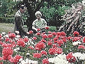 royal peonies garden1980s 1990s A4 Photo Print