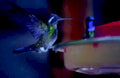 rufous hummingbird feeder1980s 1990s A4 Photo Print
