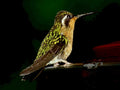 rufous hummingbird portrait1980s 1990s A4 Photo Print