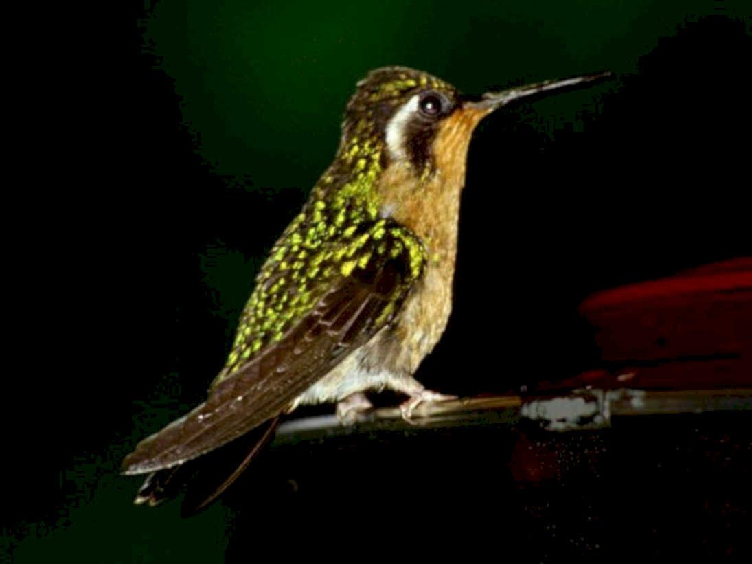 rufous hummingbird portrait1980s 1990s A4 Photo Print