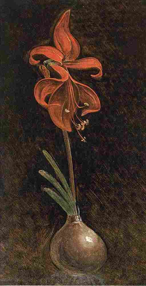 rung Amaryllis Formosissima Art A4 Photo Print