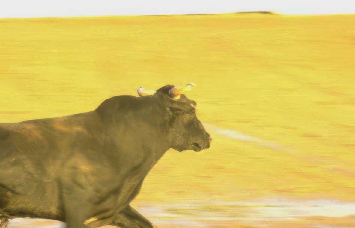 running bull field Vintage A4 Photo Print