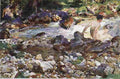 sar Mountain Stream Art A4 Photo Print
