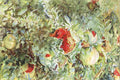 sar Pomegranates Art A4 Photo Print