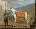 sauerweid napoleon s horse Art A4 Photo Print