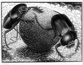 scarabs mc escher 1935 A4 Photo Print