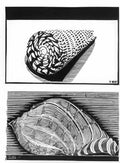 sea shells mc escher 1919 A4 Photo Print
