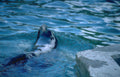 seal pool bluewater Vintage A4 Photo Print