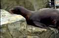 seal resting rock Vintage A4 Photo Print