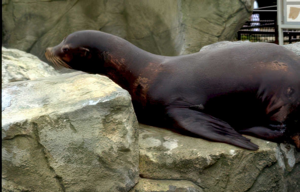 seal resting rock Vintage A4 Photo Print