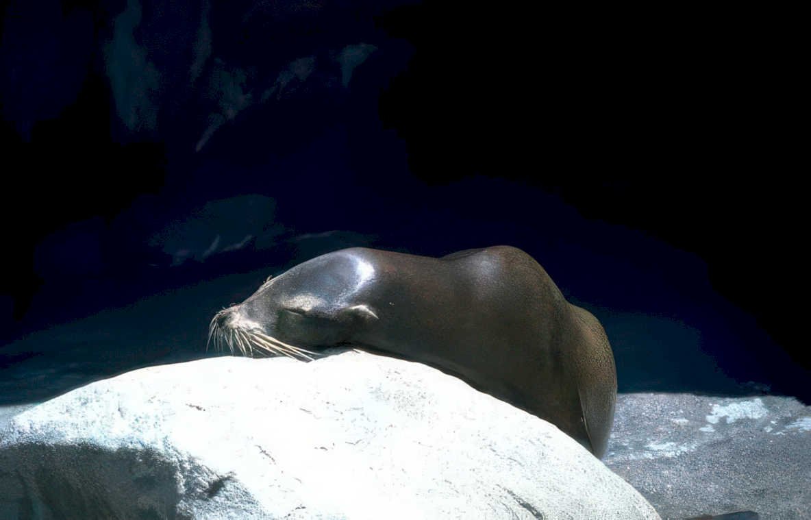 seal rock aquarium Vintage A4 Photo Print