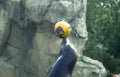 seal volleyball rock Vintage A4 Photo Print
