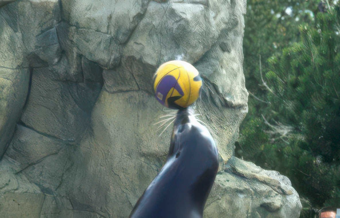 seal volleyball rock Vintage A4 Photo Print