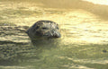 seal water sunlight Vintage A4 Photo Print