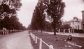 sealing common treeVintage 1880s 1900s A4 Photo Print