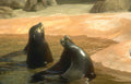 seals aquarium rocks Vintage A4 Photo Print