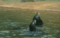 seals aquarium sand Vintage A4 Photo Print