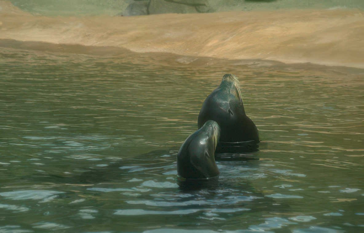 seals aquarium sand Vintage A4 Photo Print