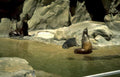 seals beach rocks Vintage A4 Photo Print