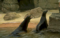 seals monterey bay 2 Vintage A4 Photo Print