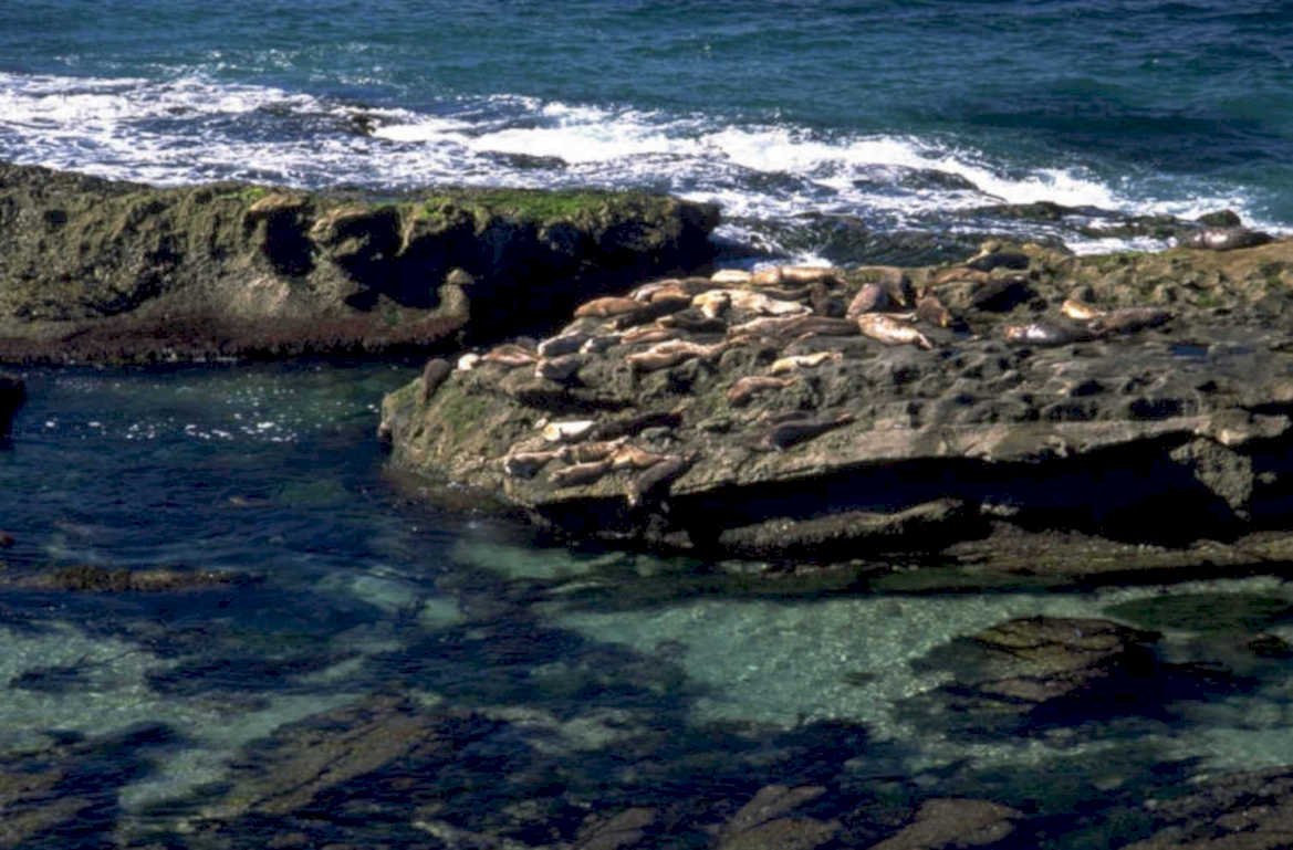 seals rock coast 1980s 1990s A4 Photo Print