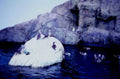 seals sea lion1980s 1990s A4 Photo Print