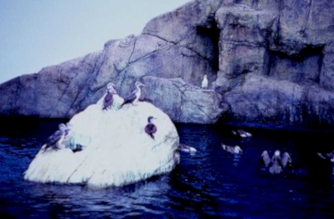 seals sea lion1980s 1990s A4 Photo Print