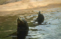 seals sunset beach Vintage A4 Photo Print