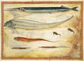 seanima1 Art A4 Photo Print